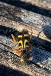 Xylotrechus arvicola