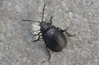 Galeruca tanaceti