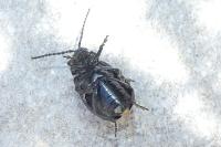 Galeruca tanaceti