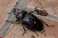 Lucanus cervus
