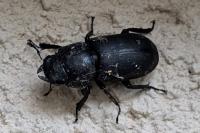 Dorcus parallelipipedus