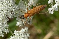 Oedemera podagrariae