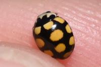 Coccinula quatuordecimpustulata