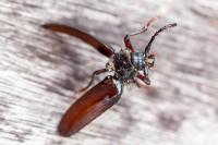 Prionus coriarius