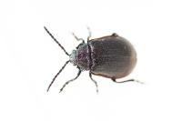 Galeruca tanaceti