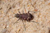 Cicindela hybrida