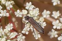 Oedemera