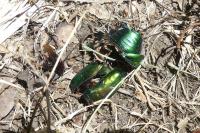 Cetonischema speciosissima