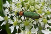 Anogcodes seladonius