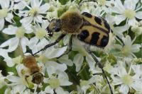 Trichius gallicus