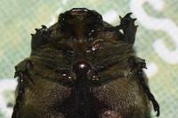 Potosia cuprea