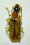 Demetrias atricapillus
