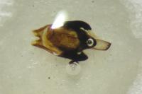 Heterocerus fenestratus