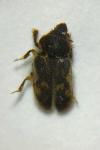 Heterocerus fenestratus