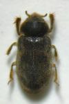 Heterocerus fenestratus