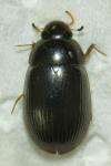 Hydrobius fuscipes