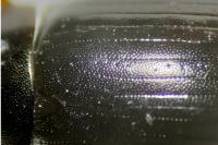 Hydrobius fuscipes