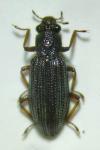 Hydrochus elongatus
