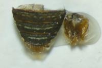 Hydrochus elongatus