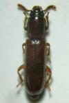 Corticeus unicolor