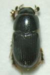 Esymus pusillus