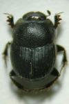 Onthophagus ovatus