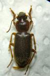 Scybalicus oblongiusculus