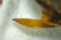 Scybalicus oblongiusculus
