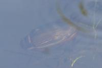 Dytiscus