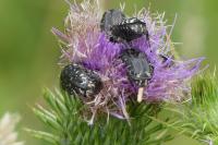 Oxythyrea funesta