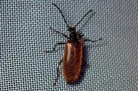 Lagria hirta