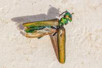 Lytta vesicatoria