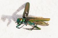 Lytta vesicatoria