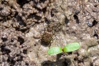 Elaphrus riparius