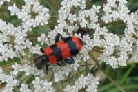 Trichodes apiarius
