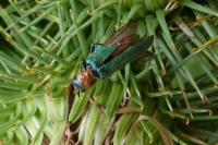 Anogcodes seladonius