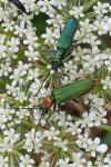 Anogcodes seladonius