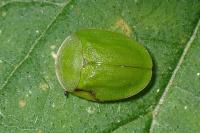 Cassida viridis