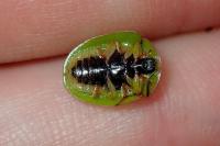 Cassida viridis