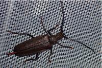 Aegosoma scabricorne