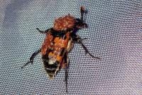 Nicrophorus vespillo