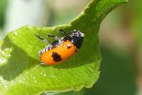 Clytra laeviuscula