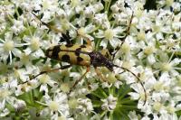 Rutpela maculata
