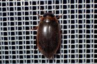 Rhantus