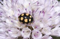 Coccinula quatuordecimpustulata