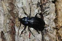 Carabus intricatus