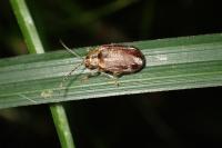 Pyrrhalta viburni
