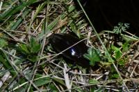 Hydrophilus piceus