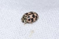 Oenopia conglobata