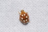 Vibidia duodecimguttata